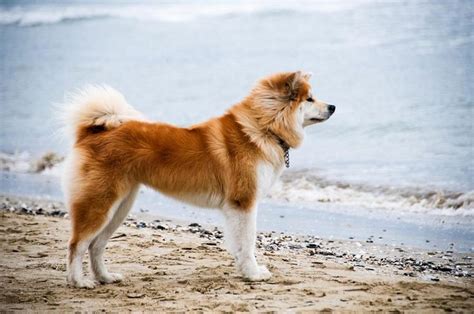 chó akita | Animals, Dog breeds, I like dogs