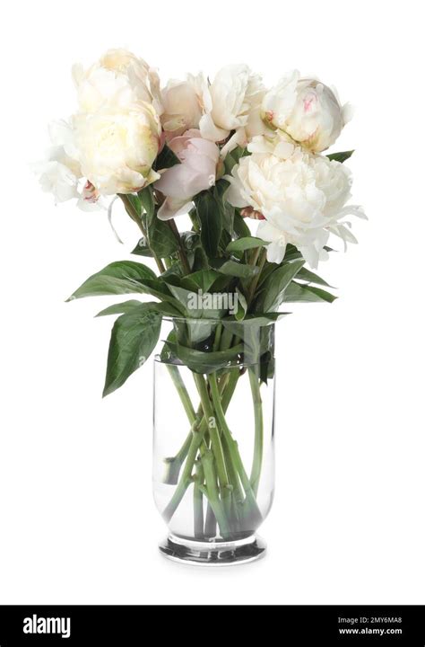 Beautiful peonies in vase isolated on white Stock Photo - Alamy