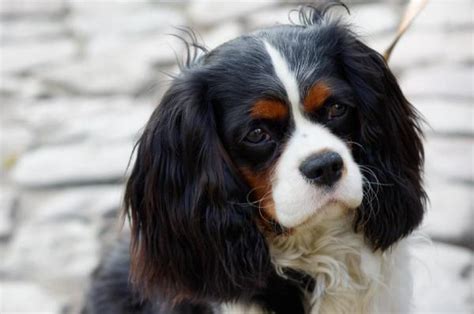 Common Health Issues of the Cavalier King Charles Spaniel