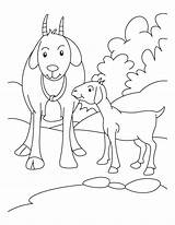 Boer Goat Coloring Pages At GetColoringscom  Free Printable Colorings sketch template