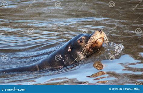 California Sea Lion Swimming Stock Photo - Image of exhibit, enclosure: 85079432