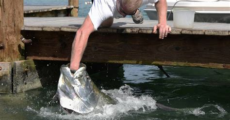 The Florida Keys: Feeding the Tarpon at Robbie's in Islamorada