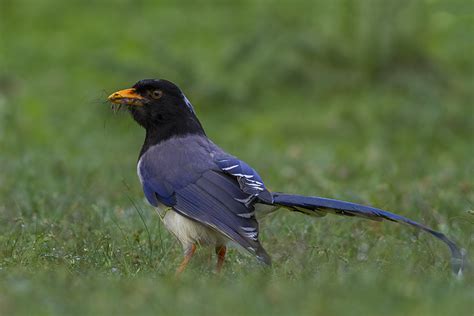 Yellow-billed blue magpie - Wikipedia