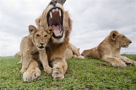 East African Lions captured in fascinating images on hidden camera | Daily Mail Online