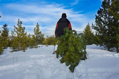 Find the perfect pine for Christmas at Snow Mountain Ranch and get a free activity pass ...