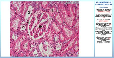 Cortex Renal Histologia