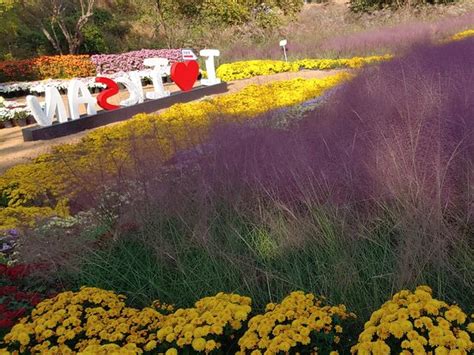 Iksan Ten Million Blossoms Of Chrysanthemum Festival (South Korea ...