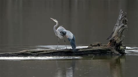 Great Blue Pose Photograph by Jack Nevitt - Fine Art America