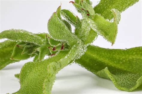 Common Ice Plant: How to Grow This Unique and Tasty Veggie