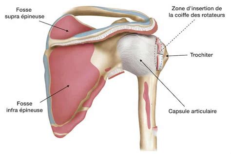 Anatomie épaule - Tendons, muscles et articulations | Pathologie de l'épaule | Pr Eric Roulot