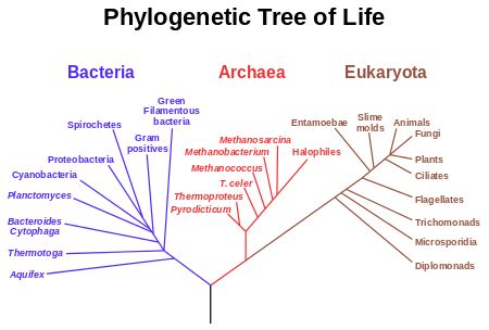 Multicellular Organisms | Definition, Pictures & Examples - Lesson | Study.com