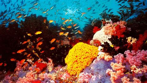 Explore the Natural Beauty of The Great Barrier Reef | Found The World