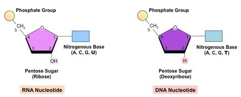 Rna Nucleotide Structure Diagram