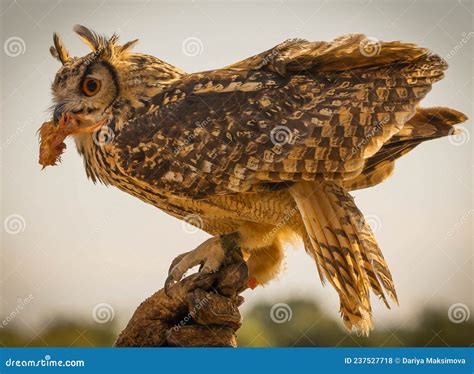 Portrait of Large Eared Eagle Owl Eating Chicken Sitting on Hunting ...