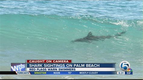 Shark Sightings In Florida 2024 Lok - Corene Norrie