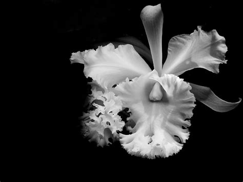 White Orchid. Black and White Photograph by Jenny Rainbow - Fine Art America