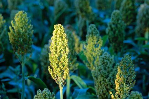 Sorghum field stock photo. Image of farm, crop, kaoliang - 195035896