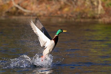 Country Captures: Camera Critters: Mallard Flush