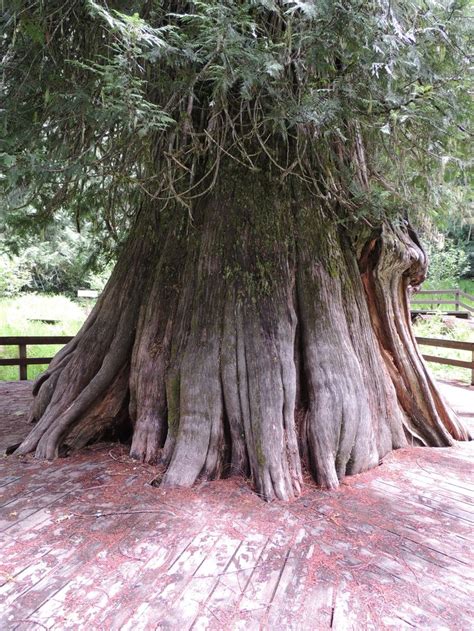 Giant Western Red Cedar Tree - about 3000 years old - 177 feet high. near Elk River, Idaho ...