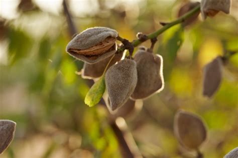 What’s Cracking with Almond Harvest 2020?