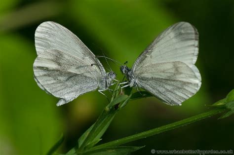 Wood White Butterfly (Leptidea sinapis) | Urban Butterfly Garden