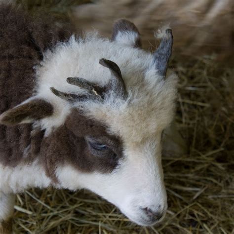 An older male lamb of Jacob sheep showing 5 horns developing. | Jacob ...