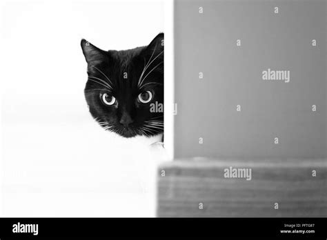 Domestic cat peeking around corner Black and White Stock Photos ...