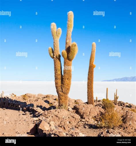 Cactus Island on Salar de Uyuni (Salt Lake) near Uyuni in Bolivia Stock ...