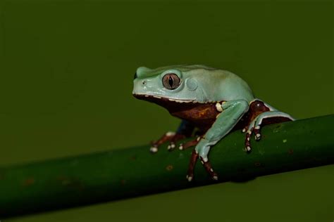 American Green Tree Frog Care Guide