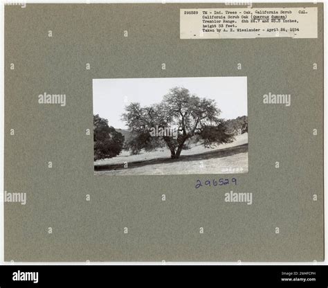 Tree Identification - Oak: California Scrub. Photographs Relating to ...