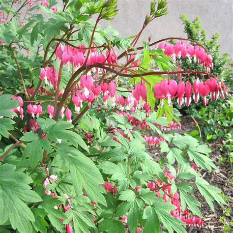 Photo #65413 | Lamprocapnos spectabilis 'Timeless Pink' | plant lust