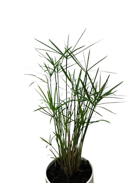 Buy 50 Umbrella Cyperus Alternifolius Papyrus Grass Umbrella Palm ...