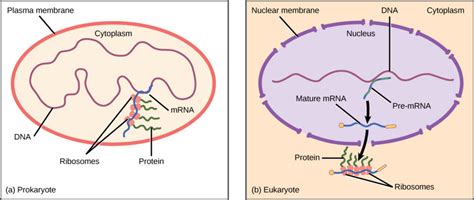 14.4: Prokaryotic and Eukaryotic Gene Regulation - Biology LibreTexts