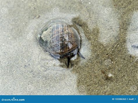 Periwinkle Snail Stock Images - Download 90 Royalty Free Photos