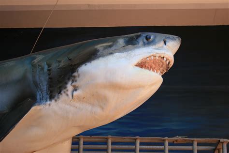 Great White Shark Model 2 Free Stock Photo - Public Domain Pictures