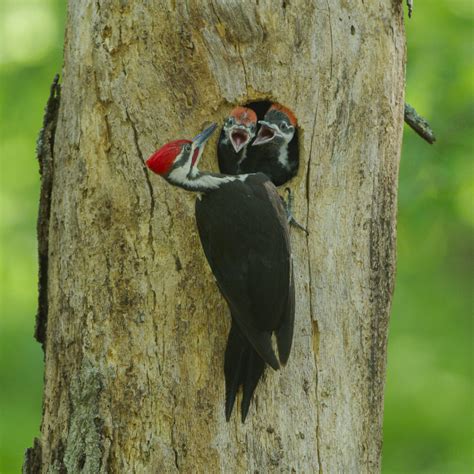 Photographing My Local Nesting Birds - The Photo Society