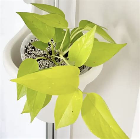 A Comprehensive Guide to Neon Pothos Care