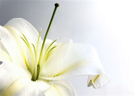 White Lilies Wallpaper - WallpaperSafari