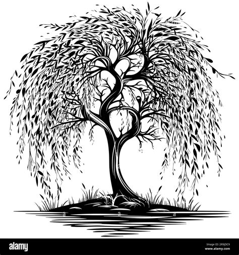 Willow Tree Black and White Stock Vector Image & Art - Alamy