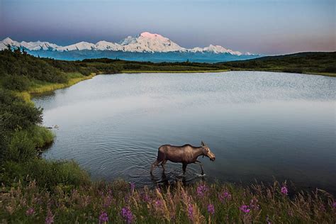 2K free download | Alaska Moose, scenic, wilderness, wildlife ...