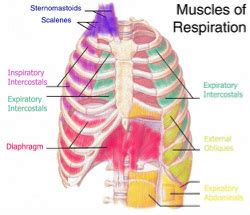 Breathing Muscle Weakness - Breathe with MD, Inc.