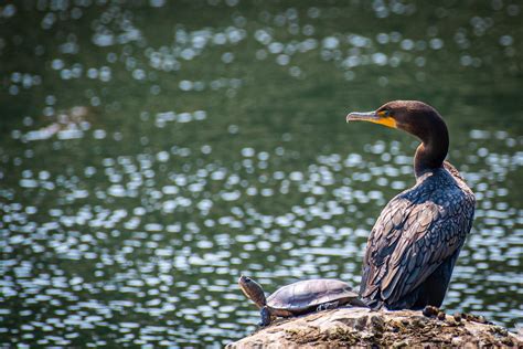 413 best Cormorant images on Pholder | Birding, Wildlifephotography and ...