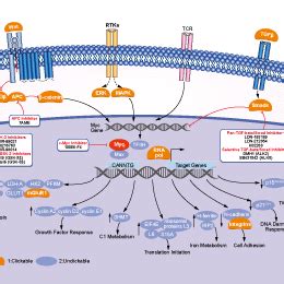 C-Myc Inhibition | C-Myc Inhibitor Review