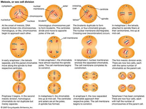 Meiosis Phases And Descriptions