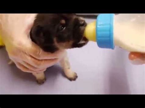 Sweet Puppy Drinking Milk From Bottle - YouTube