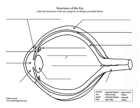 Eye Anatomy Labeling