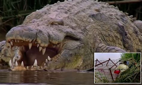 Mystery surrounds fate of one-tonne crocodile which has 'eaten more than 300 people' | Daily ...