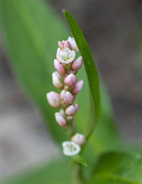 Edible Smartweeds: Lady's Thumb (Persicaria maculosa) & More