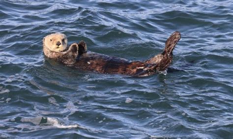 Rare sea otter sighting getting lots of attention on Oregon Coast - KTVZ