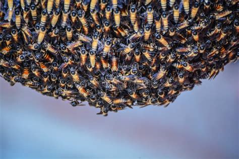 Honey Bee Swarm stock photo. Image of bees, sting, honey - 45285890